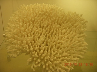 75 8ev. London Natural History Museum - coral