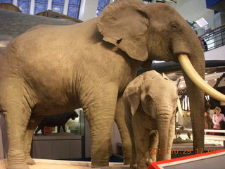 77 8ev. London Natural History Museum - elephants