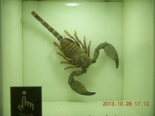London Natural History Museum - scorpion