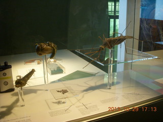 80 8ev. London Natural History Museum - insect models