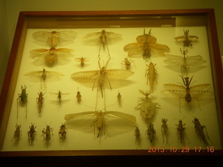 81 8ev. London Natural History Museum - insects