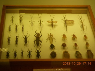 82 8ev. London Natural History Museum - insects