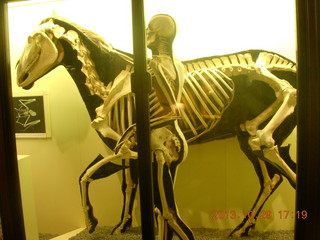 London Natural History Museum - horse and human skeltons