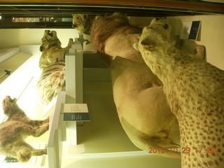 84 8ev. London Natural History Museum - cats