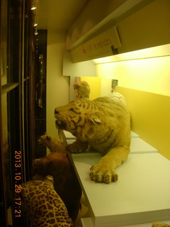London Natural History Museum - cats