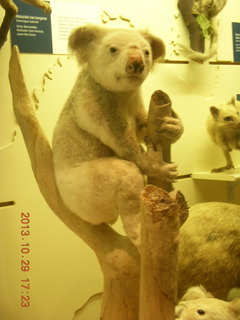 86 8ev. London Natural History Museum - koala bears