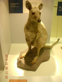 87 8ev. London Natural History Museum - kangaroo