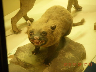 London Natural History Museum - tasmanian devil