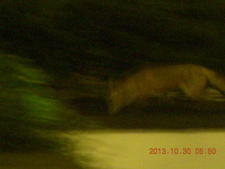 London run - fox-like animal in hotel parking lot