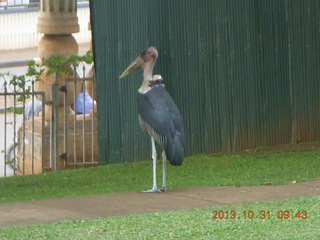 59 8ex. Kampala Sheraton run - large strange bird