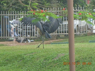 60 8ex. Kampala Sheraton run - large strange bird