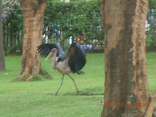 62 8ex. Kampala Sheraton run - large strange bird