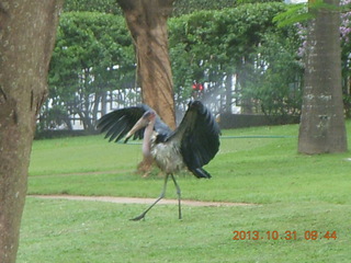 Kampala Sheraton run - large strange bird