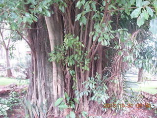 Kampala Sheraton run - many tree trunks