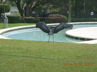 77 8ex. Kampala Sheraton run - large strange bird