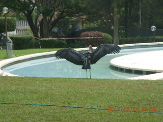 78 8ex. Kampala Sheraton run - large strange bird