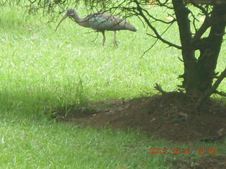 81 8ex. Kampala Sheraton run - strange bird