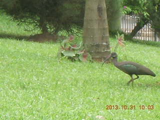 Kampala Sheraton run - strange bird