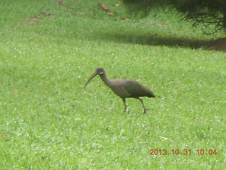 Kampala Sheraton run - strange, long-billed bird
