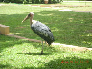 85 8ex. Kampala Sheraton run - large strange bird