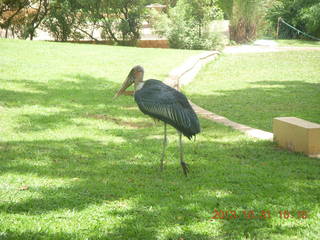 86 8ex. Kampala Sheraton run - large strange bird