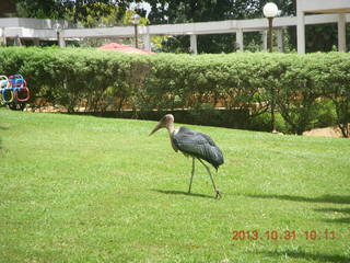 87 8ex. Kampala Sheraton run - large strange bird