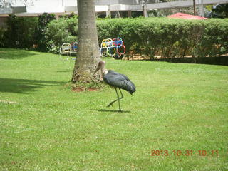 Kampala Sheraton run - large strange bird