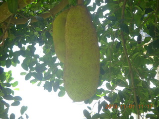 Uganda - drive north to Chobe Sarari Lodge - strange, bulbous fruit