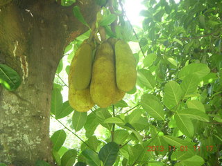 57 8f1. Uganda - drive north to Chobe Sarari Lodge - strange, bulbous fruit