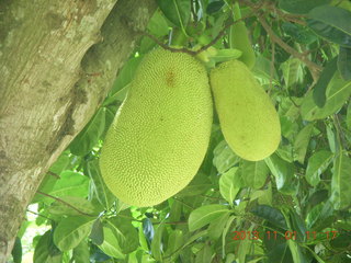 58 8f1. Uganda - drive north to Chobe Sarari Lodge - strange, bulbous fruit