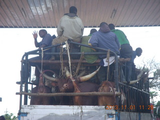 72 8f1. Uganda - drive north to Chobe Sarari Lodge - cattle on truck