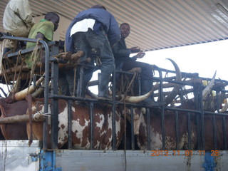 73 8f1. Uganda - drive north to Chobe Sarari Lodge - cattle on truck