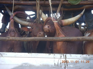 74 8f1. Uganda - drive north to Chobe Sarari Lodge - cattle on truck