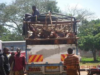 76 8f1. Uganda - drive north to Chobe Sarari Lodge - cattle on truck
