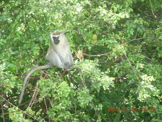 109 8f1. Uganda - drive north to Chobe Sarari Lodge - monkey