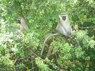 Uganda - drive north to Chobe Sarari Lodge - monkey