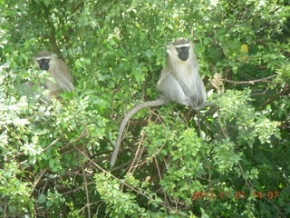 111 8f1. Uganda - drive north to Chobe Sarari Lodge - monkey