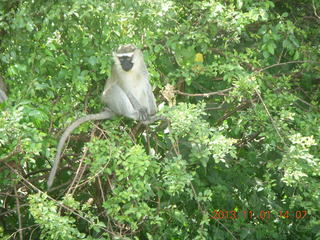 112 8f1. Uganda - drive north to Chobe Sarari Lodge - monkey