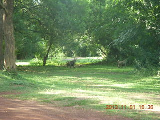 142 8f1. Uganda - Chobe Sarari Lodge path