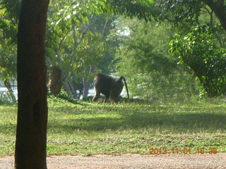 143 8f1. Uganda - Chobe Sarari Lodge - baboon
