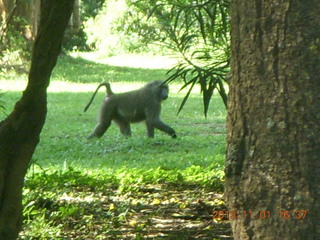 144 8f1. Uganda - Chobe Sarari Lodge - baboon