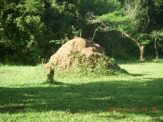 146 8f1. Uganda - Chobe Sarari Lodge - termite mound