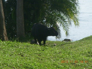 153 8f1. Uganda - Chobe Sarari Lodge - water buffalo