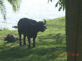 154 8f1. Uganda - Chobe Sarari Lodge - water buffalo