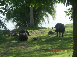 155 8f1. Uganda - Chobe Sarari Lodge - water buffalo