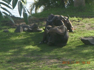 156 8f1. Uganda - Chobe Sarari Lodge - water buffalo