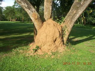 169 8f1. Uganda - Chobe Sarari Lodge - termite mound