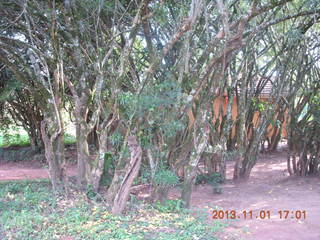 Uganda - Chobe Sarari Lodge path