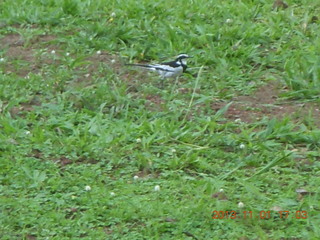 Uganda - Chobe Sarari Lodge - bird