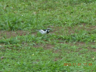 172 8f1. Uganda - Chobe Sarari Lodge - bird